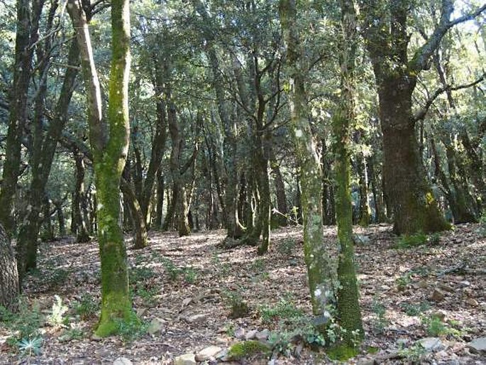 Parco naturale regionale delle Madonie