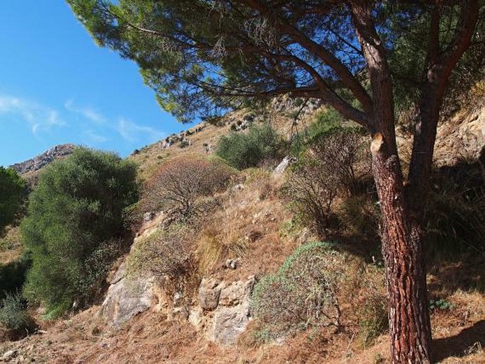 Parco naturale regionale delle Madonie