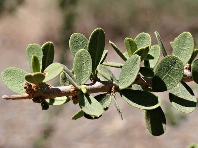 Maerua crassifolia