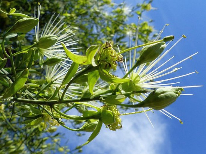 Maerua juncea