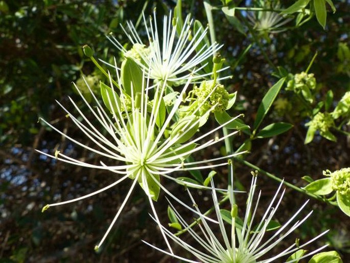 Maerua juncea