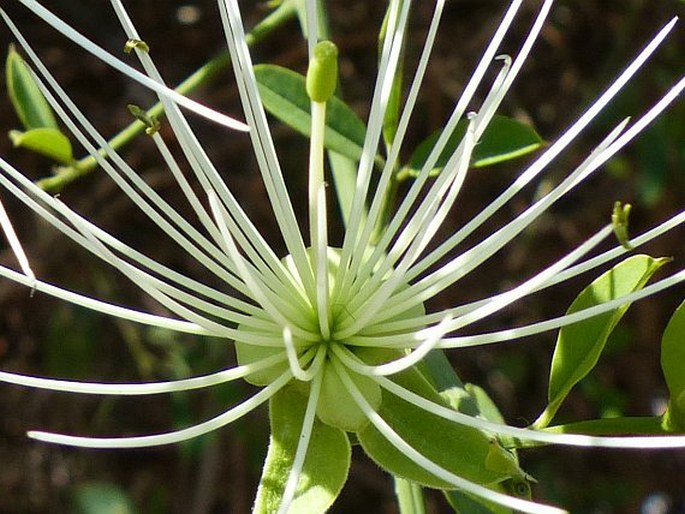 Maerua juncea