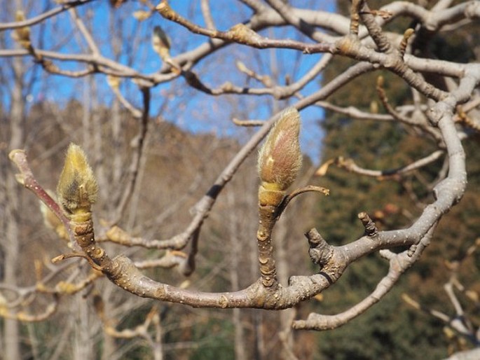 MAGNOLIA DENUDATA Desr. - šácholan obnažený / magnolia