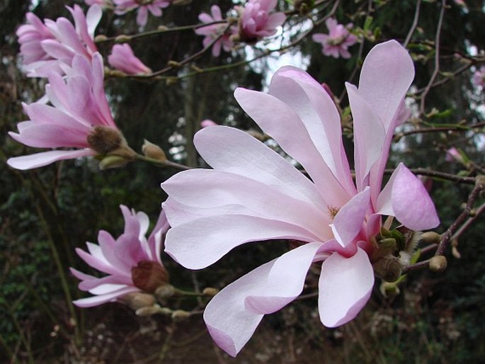 Magnolia × loebneri