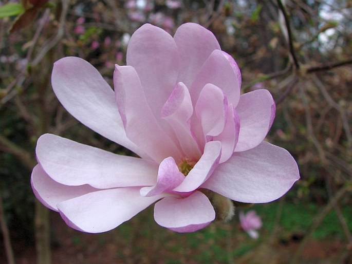 Magnolia × loebneri