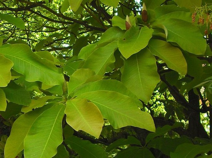 Magnolia obovata