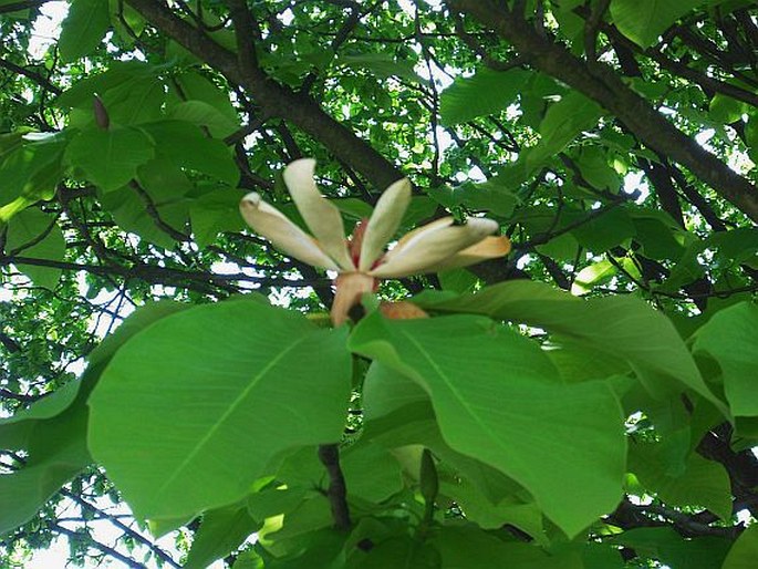 Magnolia obovata