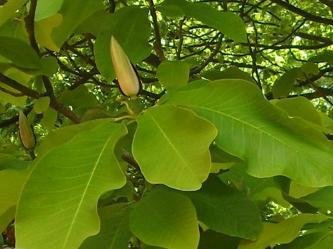 Magnolia obovata