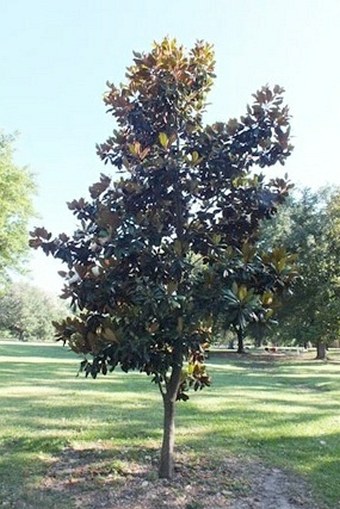 Magnolia virginiana