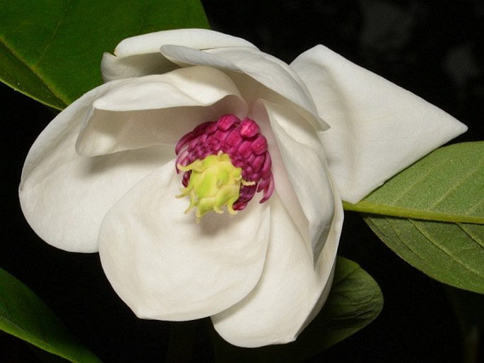 MAGNOLIA SIEBOLDII K. Koch – šácholan Sieboldův