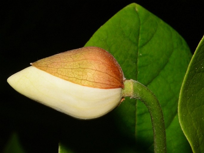 Magnolia sieboldii