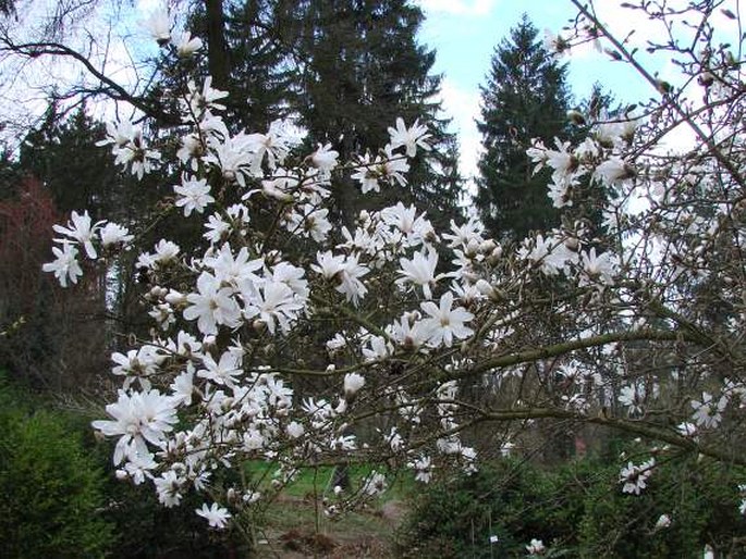 Magnolia stellata