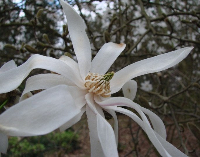 MAGNOLIA STELLATA (Siebold et Zucc.) Maxim. – šácholan hvězdovitý / magnolia