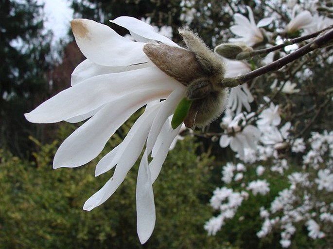 Magnolia stellata