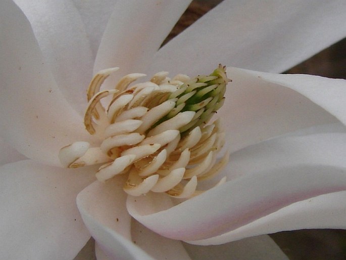 Magnolia stellata