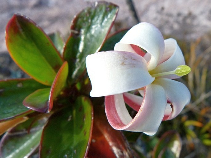 Maguireothamnus speciosus