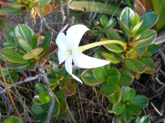 Maguireothamnus speciosus