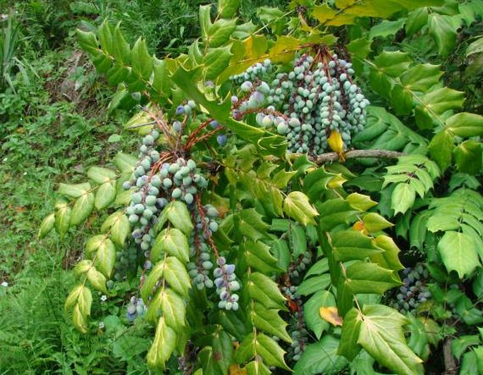 Mahonia bealei