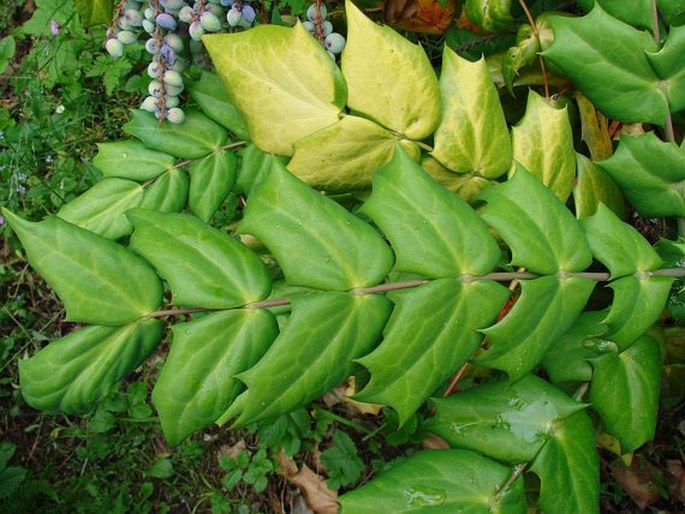 Mahonia bealei