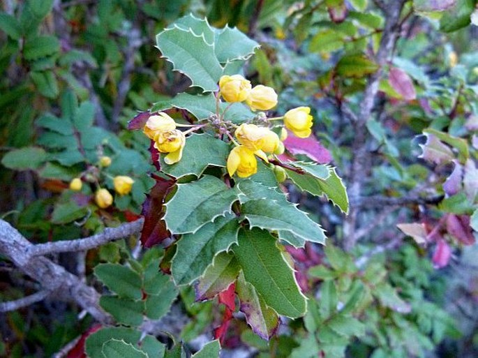 Mahonia volcanica