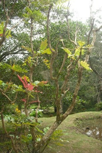 Mahonia napaulensis