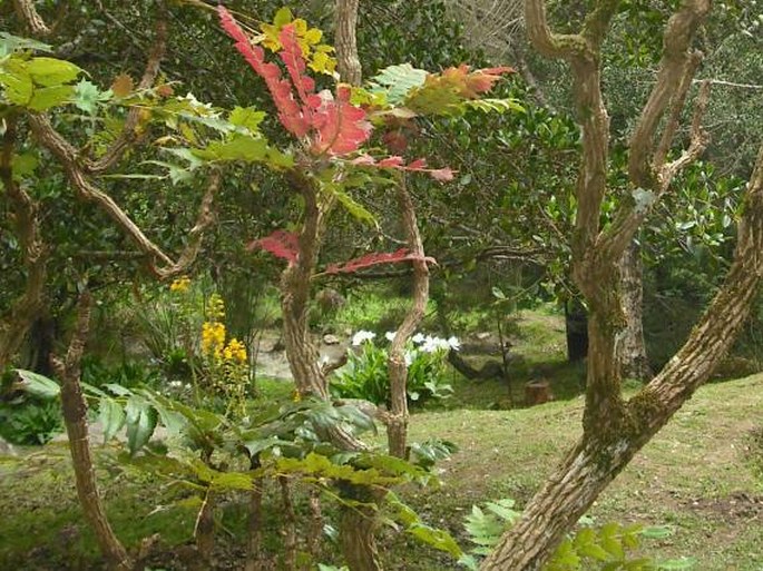 Mahonia napaulensis