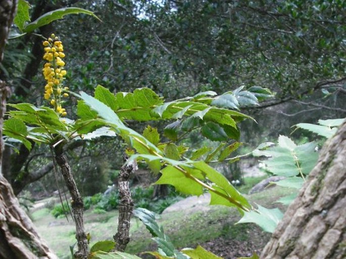 Mahonia napaulensis