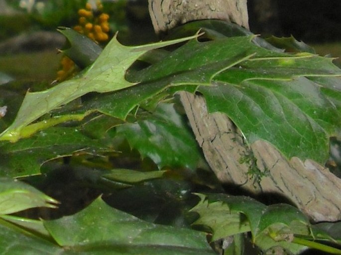 Mahonia napaulensis