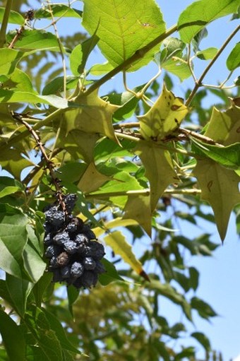 Mahonia oiwakensis