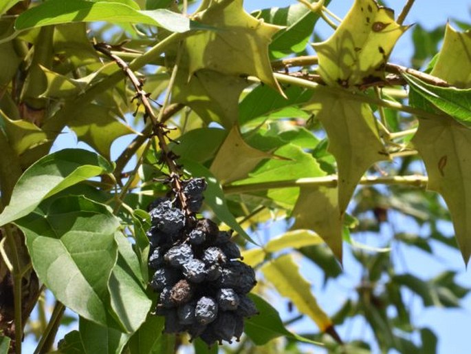 Mahonia oiwakensis