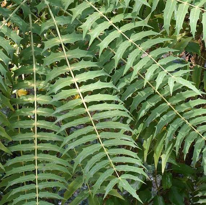 Mahonia oiwakensis