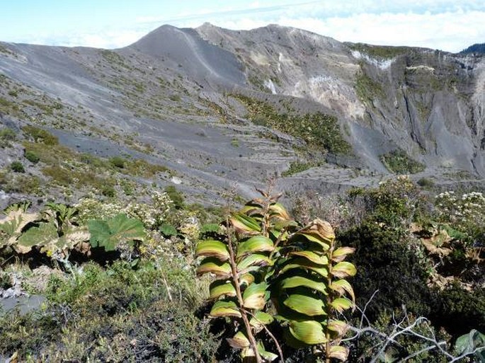 Maianthemum gigas