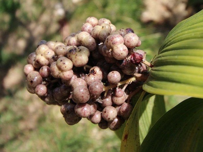 Maianthemum gigas