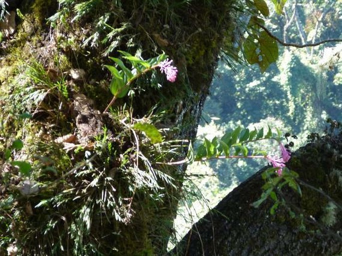 Maianthemum amoenum