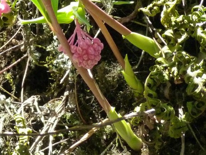 Maianthemum amoenum