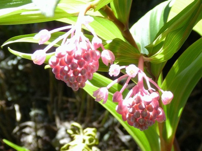 Maianthemum amoenum