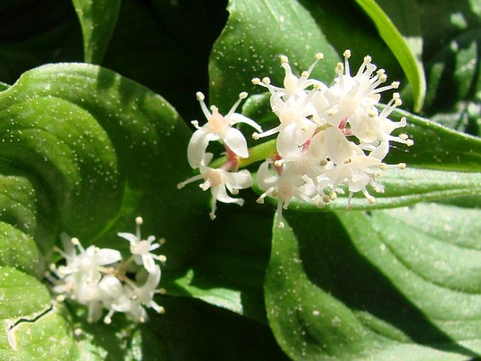 Maianthemum dilatatum