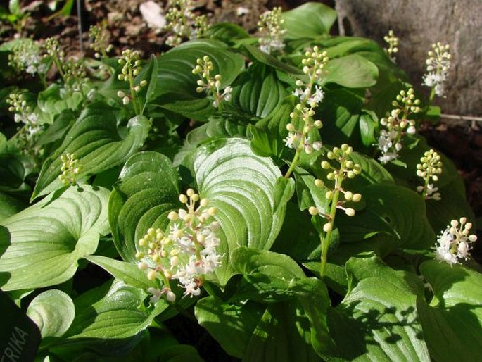 Maianthemum dilatatum