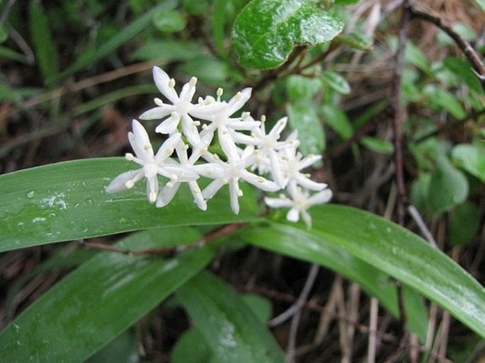 Maianthemum stellatum