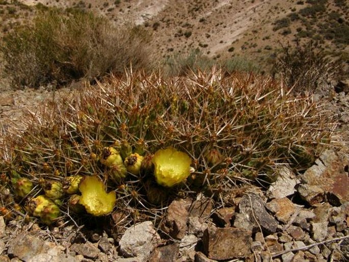 Maihueniopsis glomerata