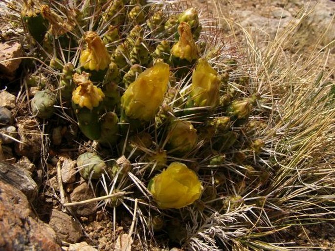 Maihueniopsis glomerata