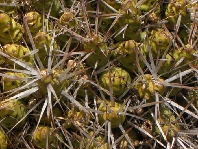 Maihueniopsis glomerata