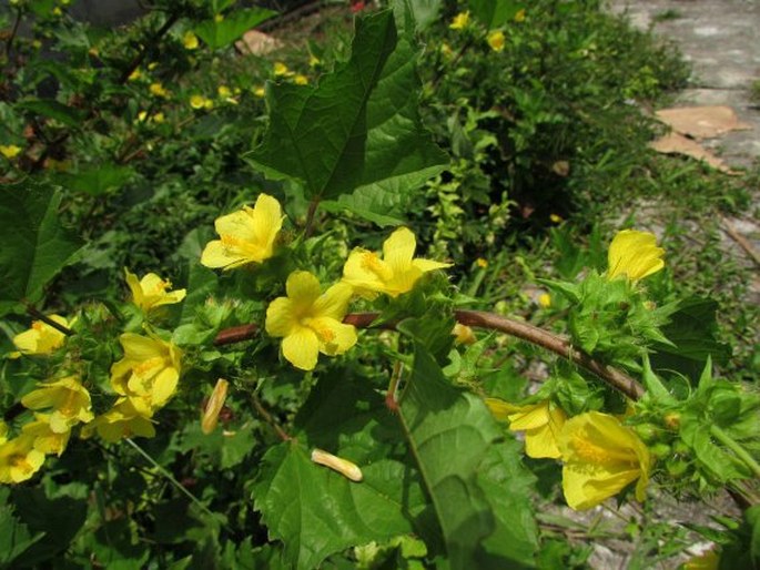 MALACHRA ALCEIFOLIA Jacq.