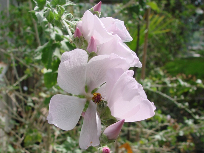 Malacothamnus fasciculatus