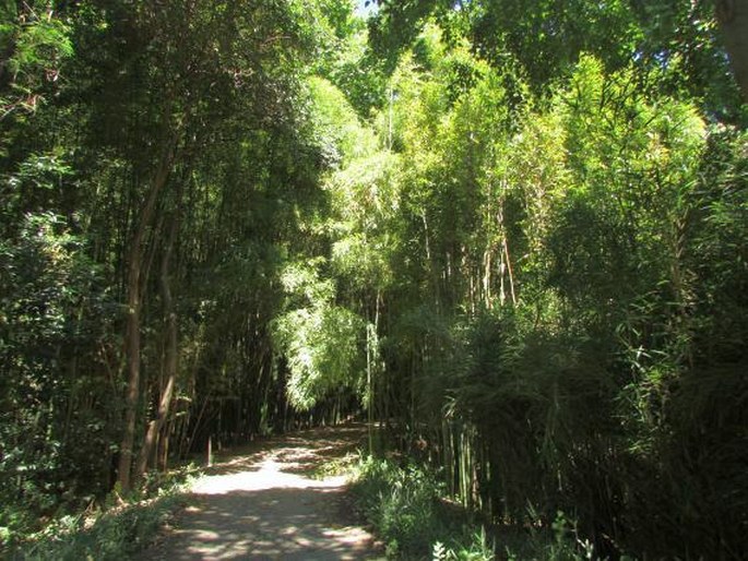 Jardin Botanico-Historico La Concepcion