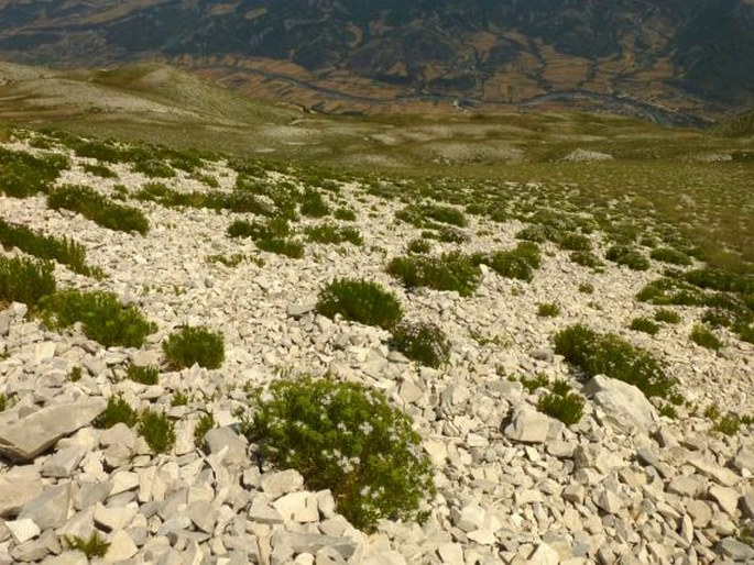 Malcolmia orsiniana subsp. angulifolia