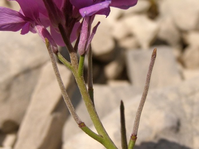 Malcolmia orsiniana subsp. angulifolia