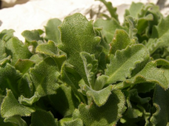 Malcolmia orsiniana subsp. angulifolia