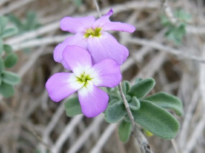 MALCOLMIA LITTOREA (L.) R. Br. – večernička