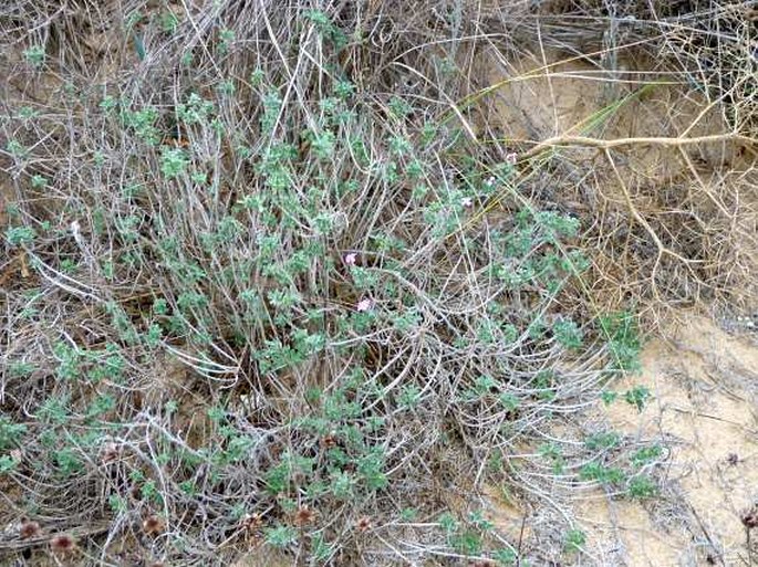 Malcolmia littorea